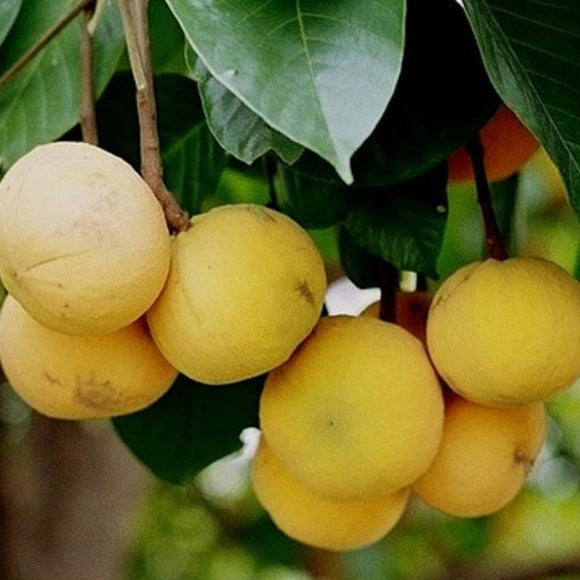 Santol Tropical Fruit Tree