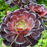 Black Rose Aeonium - by Pixabay