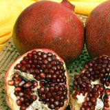 Sharp Velvet Pomegranate