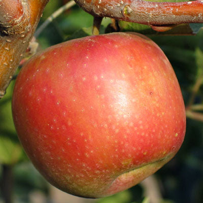 Sundowner Apple | C&J Gardening Center