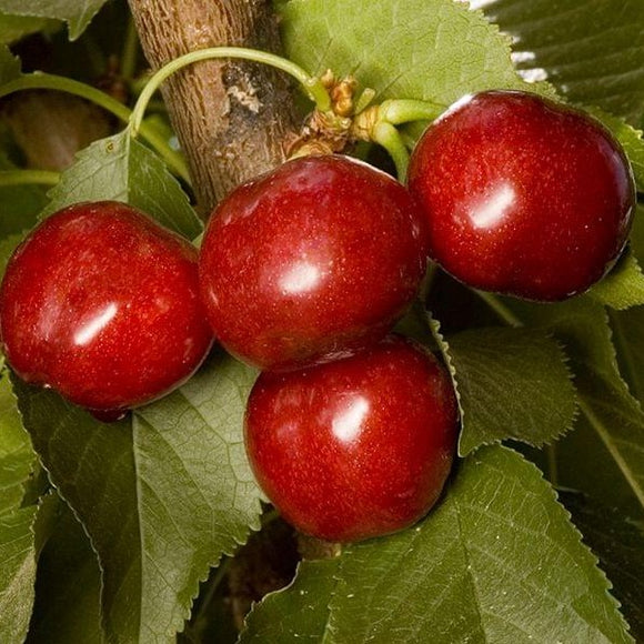 Utah Giant Cherry