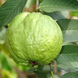Thailand Giant Guava