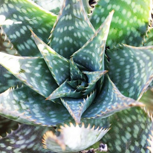 aloe snep Soap Aloe Desert