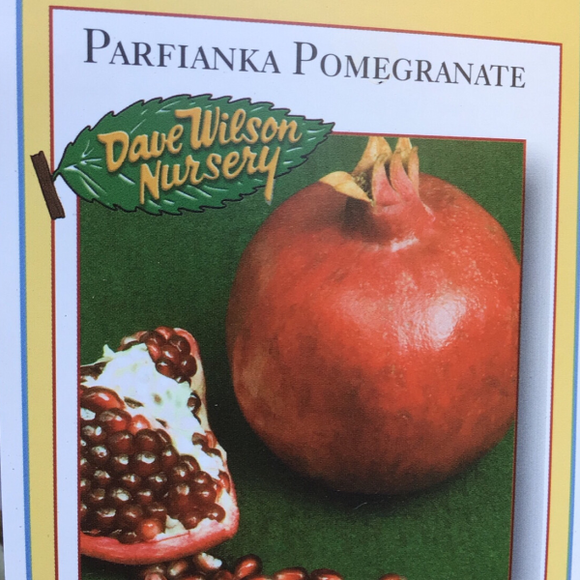 Parfianka Pomegranate