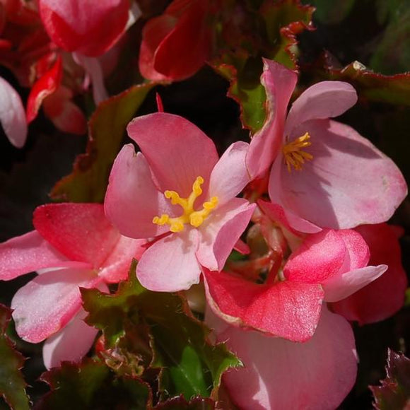 Begonia Richmondensis Pink - C&J Gardening Center