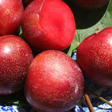 Flavor Supreme Pluot