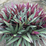 Moses in the Cradle - C&J Gardening Center