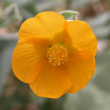 Palmer's Indian Mallow