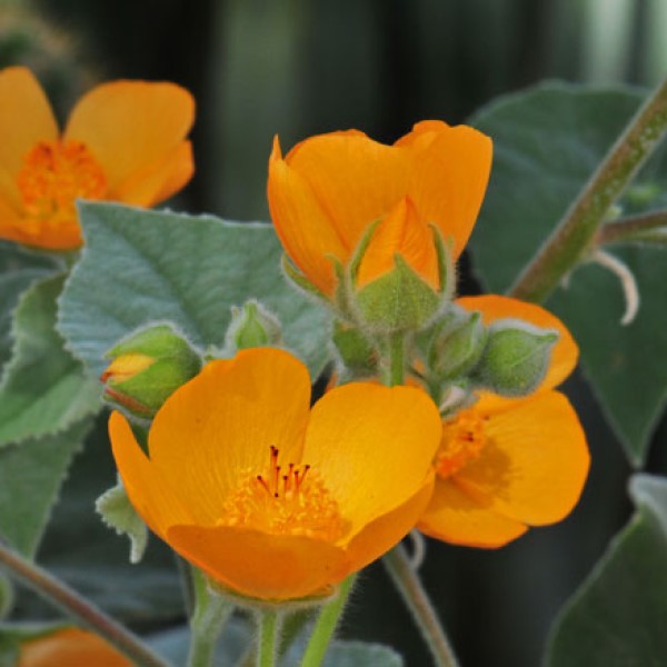 palmers indoor plants Palmer's Indian Mallow