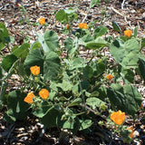 Palmer's Indian Mallow