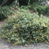 Palmer's Indian Mallow