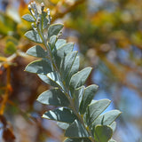 Knife Leaf Acacia