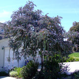 Purple-Leaf Acacia