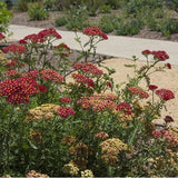 Common Yarrow - Pastel Red