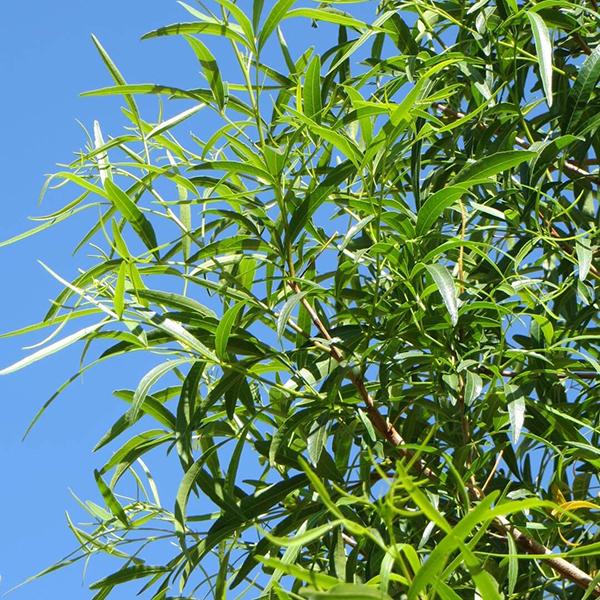 African Sumac | C&J Gardening Center