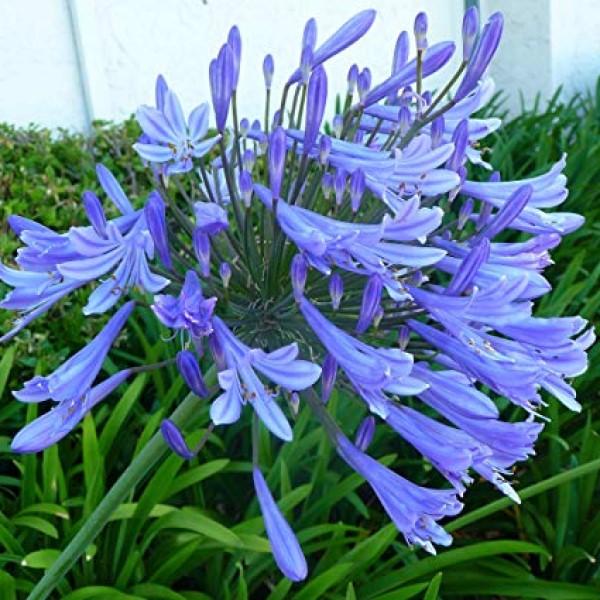 Agapanthus (Blue Lily of the Nile)