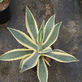 Marginata Century Plant