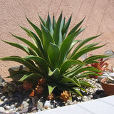 Smooth Agave - C&J Gardening Center