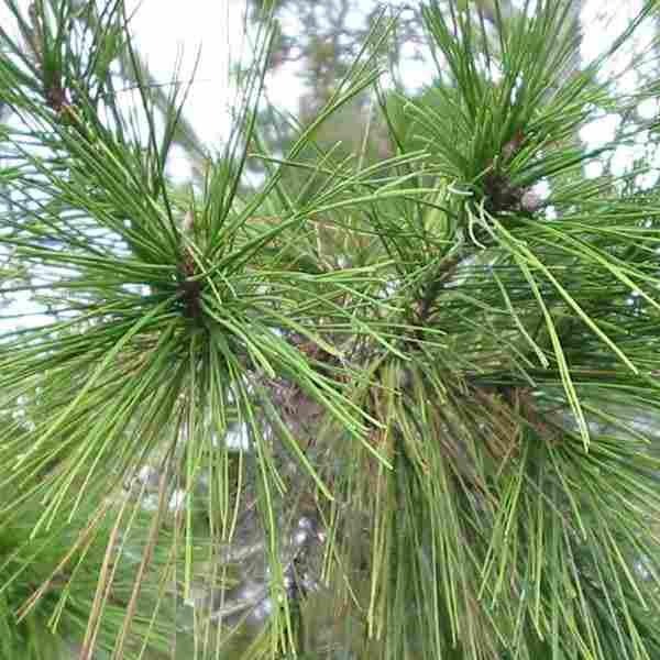 Aleppo Pine
