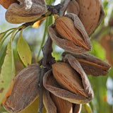 All-In-One Almond Tree - C&J Gardening Center