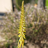 Aloe Vera - C&J Gardening Center