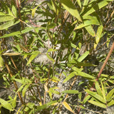 Alphonse Karr Bamboo - C&J Gardening Center