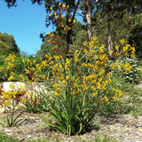 Yellow Kangaroo Paw - C&J Gardening Center