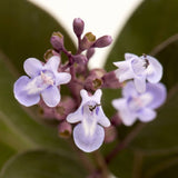 Arabian Lilac