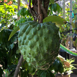 Atemoya Annona