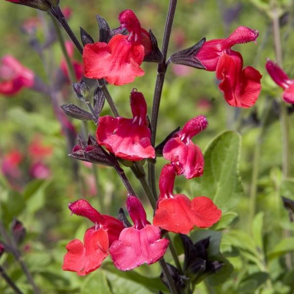 Autumn Red Sage | C&J Gardening Center