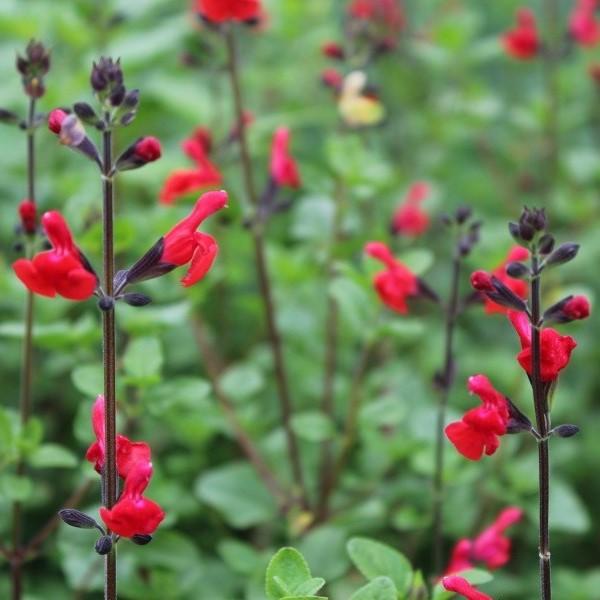 Autumn Red Sage | C&J Gardening Center
