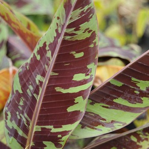 Bananana SLIP! 電池不要　レア Savannah's Banana Club Subscription Box (Billed Annually