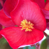 Begonia Dragon Wing Red