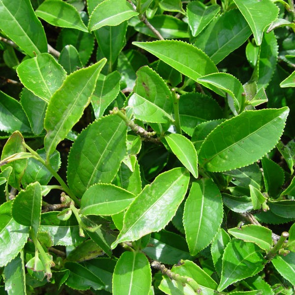 tea leaves for indoor plants Big Leaf Tea Plant