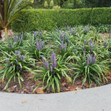 Big Blue Lily Turf - C&J Gardening Center