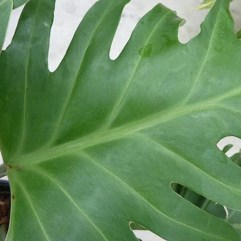 philodendron leaf's plant Big Leafed Philodendron Hedge Shrub