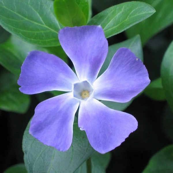 Periwinkle Definition Periwinkle Flower