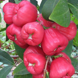 Red Diamond Wax Apple - C&J Gardening Center