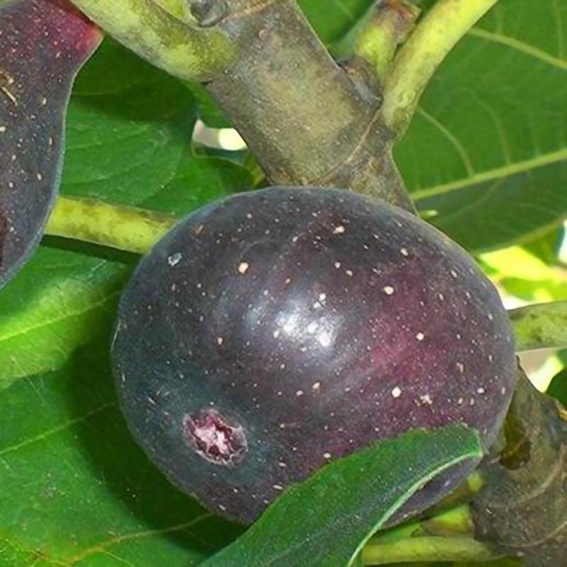 Black Jack Fig | C&J Gardening Center