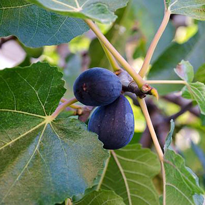 White Genoa Fig | C&J Gardening Center