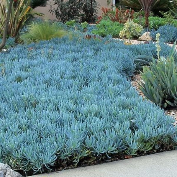 blue ground cover succulent Blue Chalk Sticks Desert