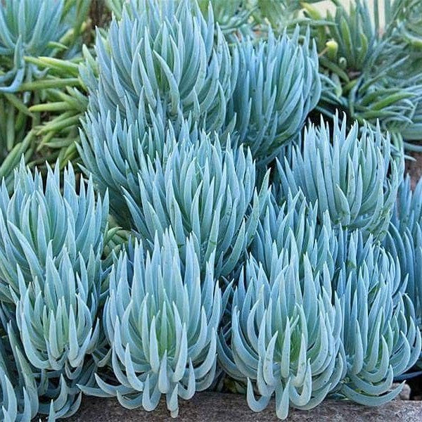green sticks succulent Blue Chalk Sticks Desert