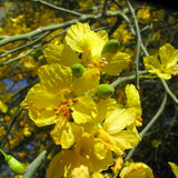 Blue Palo Verde - C&J Gardening Center