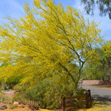 Blue Palo Verde - C&J Gardening Center