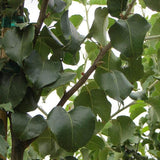 Bradford Flowering Pear