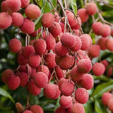 Brewster Lychee - C&J Gardening Center