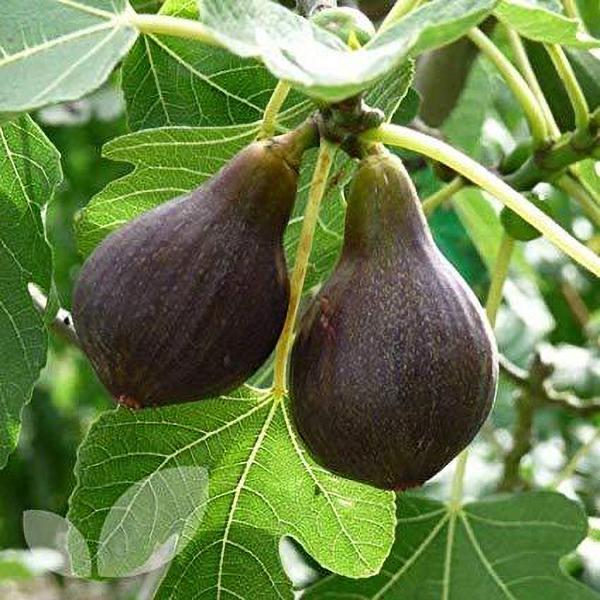 White Genoa Fig | C&J Gardening Center