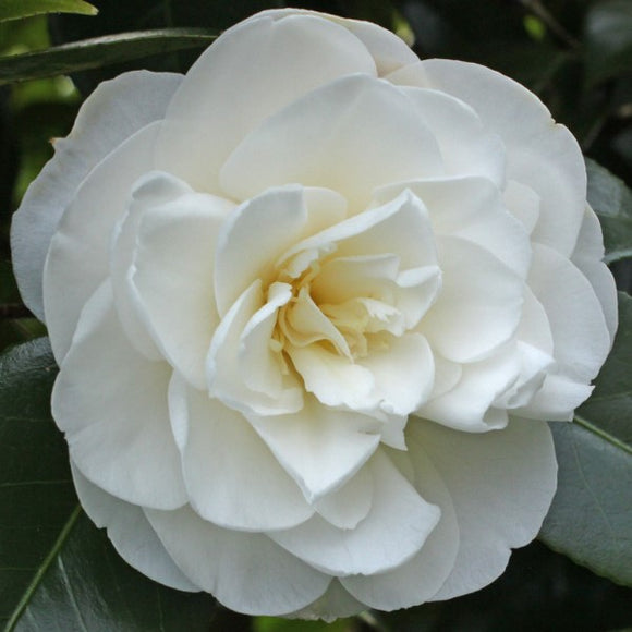 White Shade Camellia - C&J Gardening Center