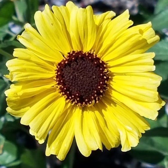 Coast Sunflower