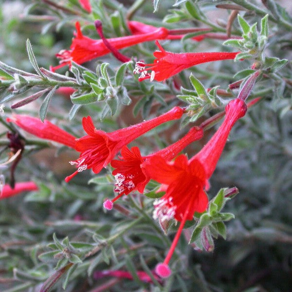 California Fuchsia | C&J Gardening Center